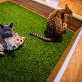 Budapeste: Ingresso para o Museu do Gato de Budapeste