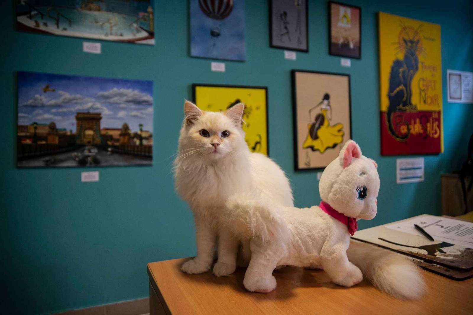 Budapeste: Ingresso para o Museu do Gato de Budapeste