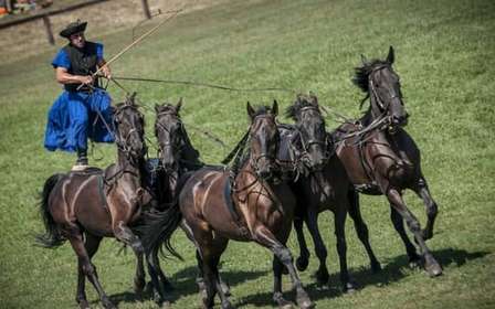 De Budapeste: Exposição de cavalos de Puszta e visita ao campo