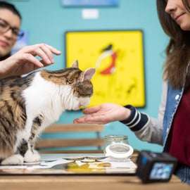 Budapeste: Ingresso para o Museu do Gato de Budapeste