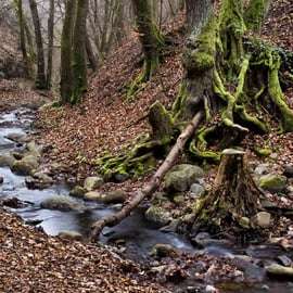 De Budapeste: Excursão Floresta Curva do Danúbio, Visegrad e Szentendre