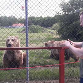 Budapeste: Transporte e visita guiada ao Santuário de Ursos e Lobos