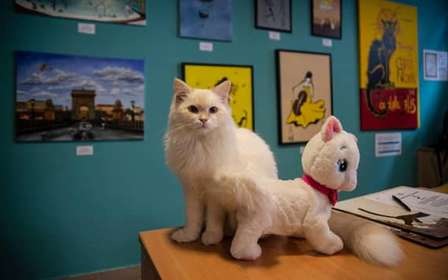 Budapeste: Ingresso para o Museu do Gato de Budapeste
