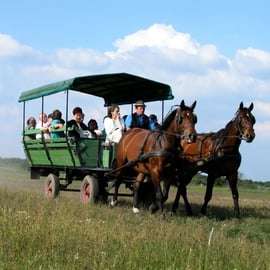 De Budapeste: Excursão de 1 dia a Puszta com almoço e espetáculo